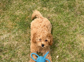 16 weeks old