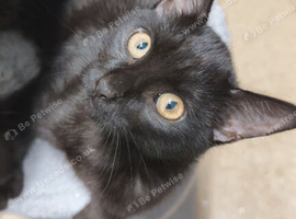 Black female cat