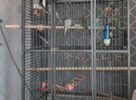 Parrot/budgie cage
