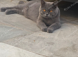 British shorthair for STUD ONLY &pound;180