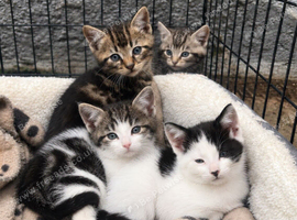 Kittens for sale