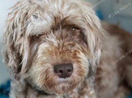 Loverly cockapoo girl