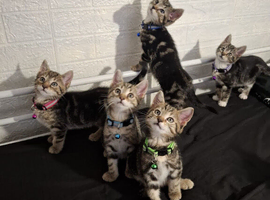 6 kittens 3 males 3 females available