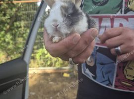 6 beautiful baby mini lop x babies ready October 21st