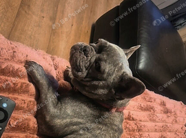 French bulldog girl