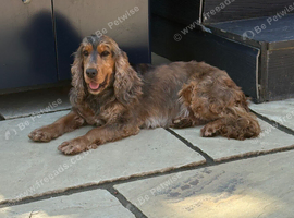 4 year old Sable KC registered cocker spaniel