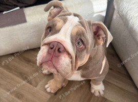 Male English bulldog