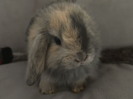 Mini lops