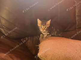 Kittens looking for their forever homes