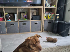 GSD X cane corso