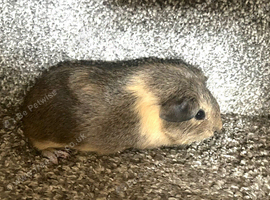 1 Female Baby guinea pig left