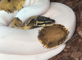 Ball pythons for sale