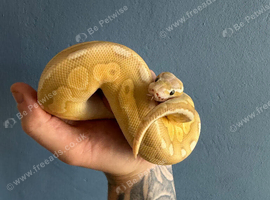 Banana silver streak ball python