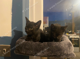 2 x black kittens
