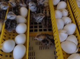Quail chicks