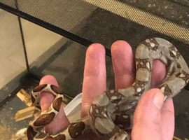 Clutch of Boas for sale.