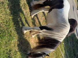 2 year old colt