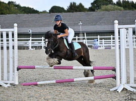 12h 10 year old super cob gelding who loves his job