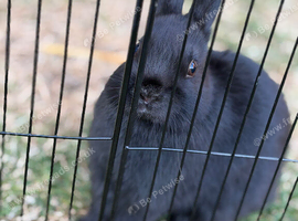 1 Male Netherland Dwarf Bunny for sale