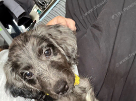 Female Cockapoo Puppy