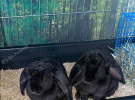 Bonded Pair of rare velveteen lop rabbits