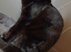 Female kitten