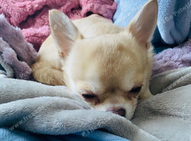 stunning chihuahua boy