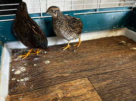 Button quail