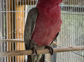 Parrots available