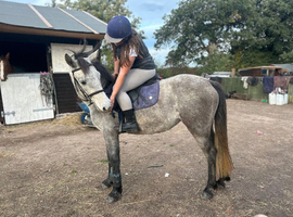 Registered Connie mare 145cm 3 year old