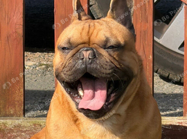 Male French bulldog