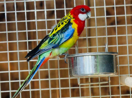 Rosella parrot