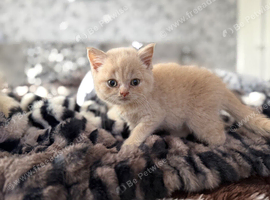 British shorthair Boy
