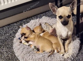 2 pups girls