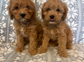 Cavapoo puppys