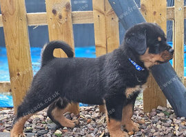 German rottweiler puppies