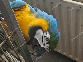 Macaw parrot