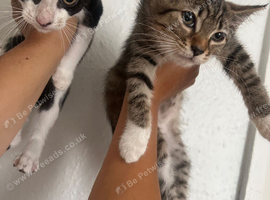 Kittens for sale!