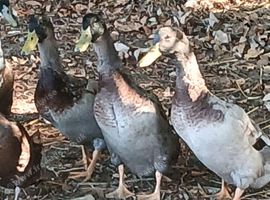 Indian runner Drakes