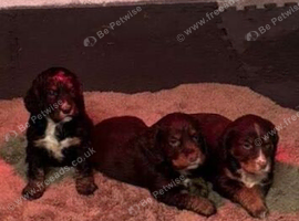 2 lovely male cocker spaniels