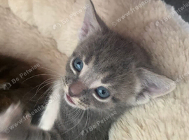 Kittens Urgently looking for a forever home