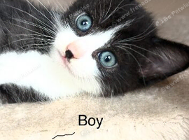Cute kittens