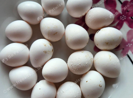 Bobwhite eggs for sale