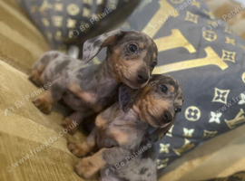 Puppy's for sale collect now