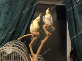 2 breeding pair cockatiels