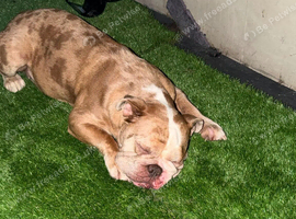 Kali is a Olde English bulldogs