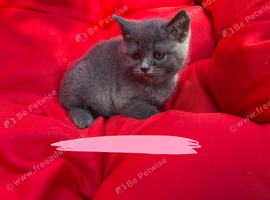British Shorthair kittens looking for a loving home