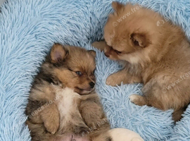 Pomeranian puppy Male