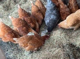 4 Chickens for sale