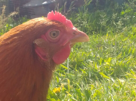 Warren Loham Brown hens